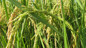 Nos Champs de riz ne dansent plus sur l’effet du vent.  L’augmentation de la température : ses enjeux majeurs pour la nutrition et la santé en Haïti